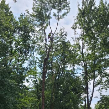 A&S Tree Service - Tree Services Near Me A&S Tree Service - Tree Services Near Me