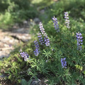 Echo Lake - Lupine!! - Lakes Near Me