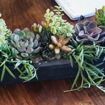 Succulent Native - Premium Long, Low & Lush Arrangement. - Nurseries & Gardening Near Me - Austin, Texas