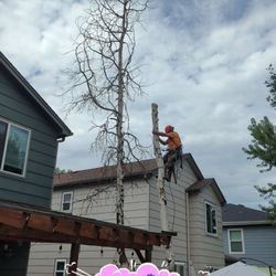 A Stump Man Tree and Stump Service - Will only trust these guys to take care of my trees!! The rest are SHADY!!