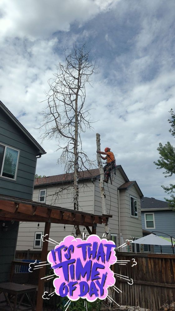 A Stump Man Tree and Stump Service - tree service in Denver, CO