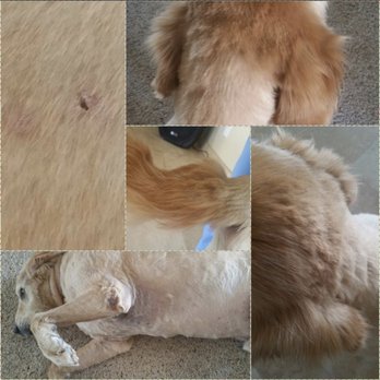 Perfect Pups Spa - Even after we seen the Vet & they said if he didn't come in it would of got infected& that he was cut with hot clippers. - Pet Groomers Near Me - Simi Valley, California Perfect Pups Spa - Even after we seen the Vet & they said if he didn't come in it would of got infected& that he was cut with hot clippers. - Pet Groomers Near Me - Simi Valley, California