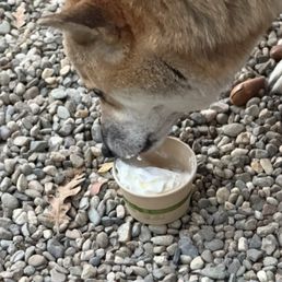 Our Princess enjoying her Vanilla Pup Cup Our Princess enjoying her Vanilla Pup Cup