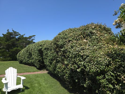 Tall Hedge Trim - This hedge trimming was completed by two workers in 3 hours. We used an extension ladder, a hedge trimmer with 2 extension poles, regular hedge, and a standard hedge trimmer. The hedge is about 12' tall. Tall Hedge Trim - This hedge trimming was completed by two workers in 3 hours. We used an extension ladder, a hedge trimmer with 2 extension poles, regular hedge, and a standard hedge trimmer. The hedge is about 12' tall.