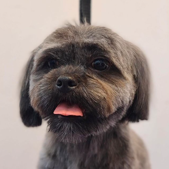 Who’s Your Doggy - Pet Groomers Near Me - Brooklyn, New York Who’s Your Doggy - Pet Groomers Near Me - Brooklyn, New York
