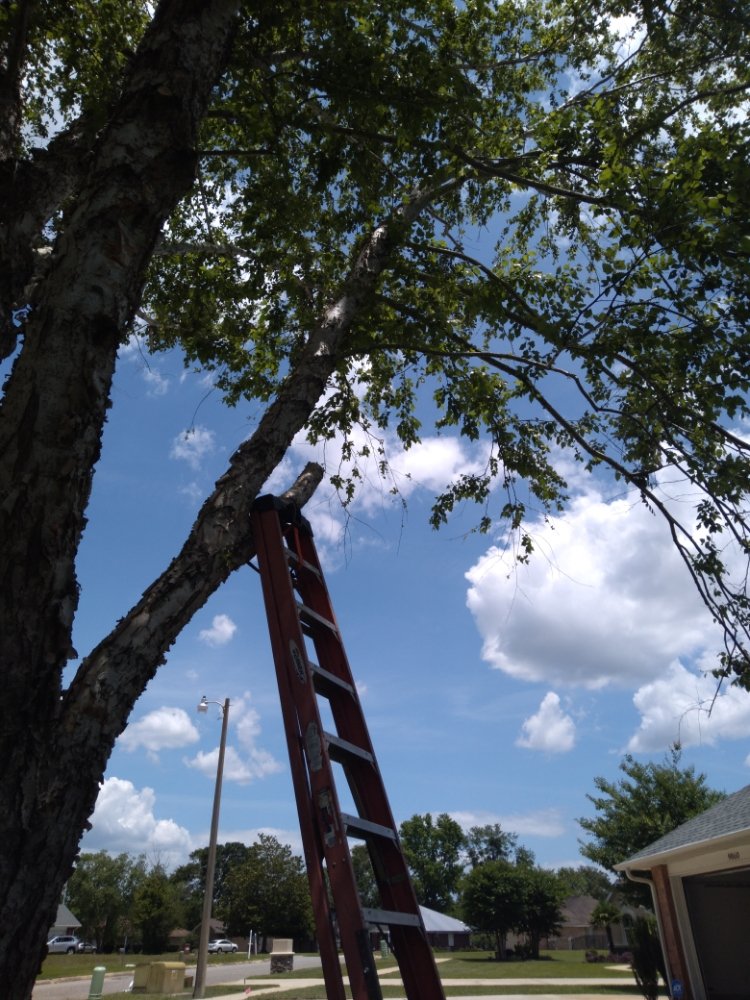 SPIVEY’S TREE PROS Updated September 2024 20 Photos 5320 Cherry