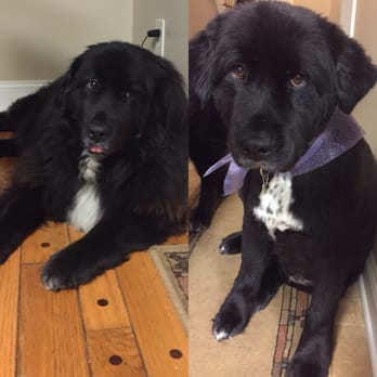 Hair & The Hound - My dog Nala, before and after! - Pet Groomers Near Me - Berlin, Connecticut Hair & The Hound - My dog Nala, before and after! - Pet Groomers Near Me - Berlin, Connecticut