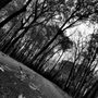 Photo of Linne Woods