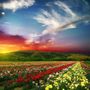 Photo of One Light of Love