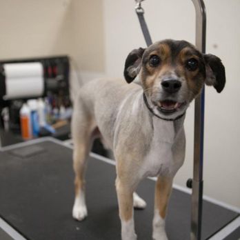 Preppy Pet - Tempe - Pet Groomers Near Me - Tempe, Arizona Preppy Pet - Tempe - Pet Groomers Near Me - Tempe, Arizona