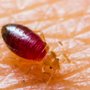Photo of Pest Pro Exterminating