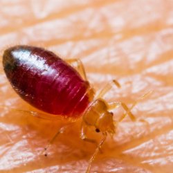 Pest Pro Exterminating
