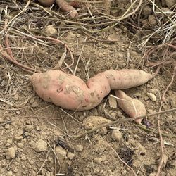 Hallock's U-Pick Farm & Greenhouse - Sweet potato