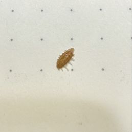 Bug from Pasta Salad.