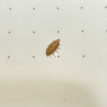 Chicken Salad Chick - Bug from Pasta Salad. - Sandwiches Near Me - Baytown, Texas