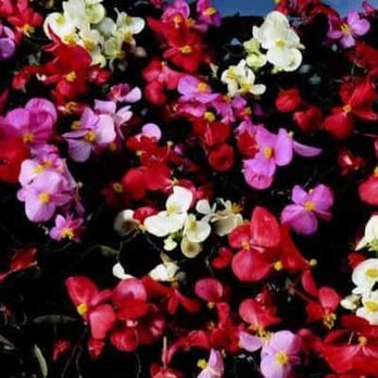 Calloway's Nursery - Come see what's new for Spring at Calloway's in Denton! - Nurseries & Gardening Near Me - Denton, Texas