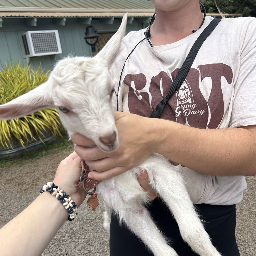 Surfing Goat Dairy - Baby goat - Cheese Shops Near Me - Kula, Hawaii Surfing Goat Dairy - Baby goat - Cheese Shops Near Me - Kula, Hawaii