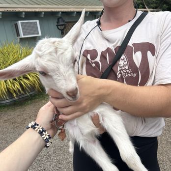 Surfing Goat Dairy - Baby goat - Cheese Shops Near Me - Kula, Hawaii Surfing Goat Dairy - Baby goat - Cheese Shops Near Me - Kula, Hawaii