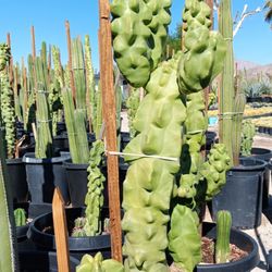 Sunny Desert Nursery