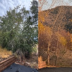 Beetle Kill Tree Guys - Left side = before