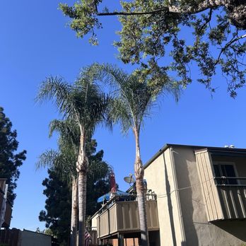 L&P Tree Service - After - Landscaping Near Me