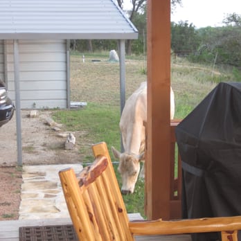 Absolute Charm - Hilltop Hideaway....Friends always coming by to say hello. Even deer!!!!! - Bed & Breakfast Near Me - Fredericksburg, Texas Absolute Charm - Hilltop Hideaway....Friends always coming by to say hello. Even deer!!!!! - Bed & Breakfast Near Me - Fredericksburg, Texas