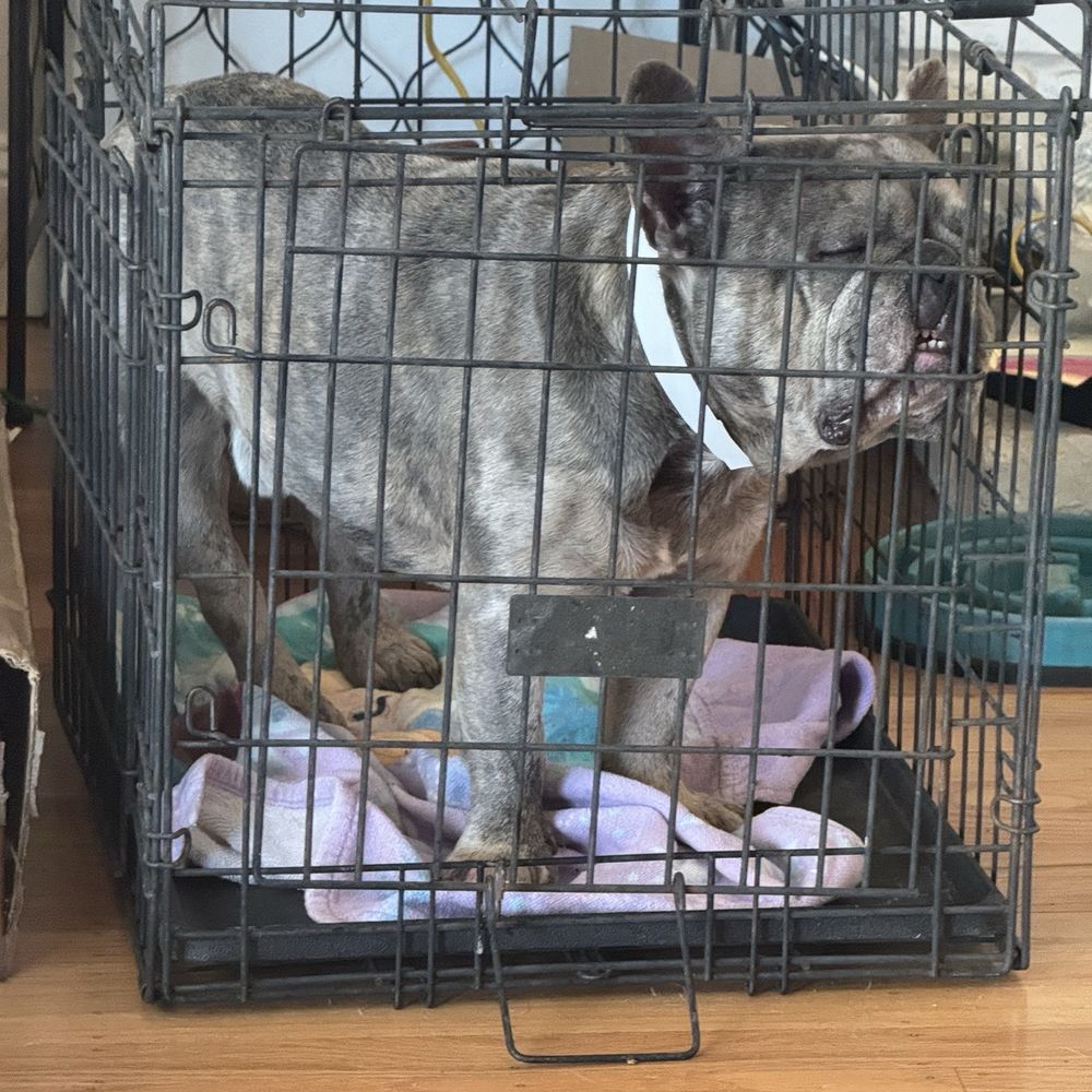 NorthCalFrenchies - Pet Breeders Near Me NorthCalFrenchies - Pet Breeders Near Me