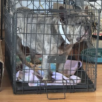 NorthCalFrenchies - Pet Breeders Near Me