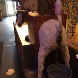 Stumblin' Goat Saloon - BO the stuffed goat with bottle opener in back LOL