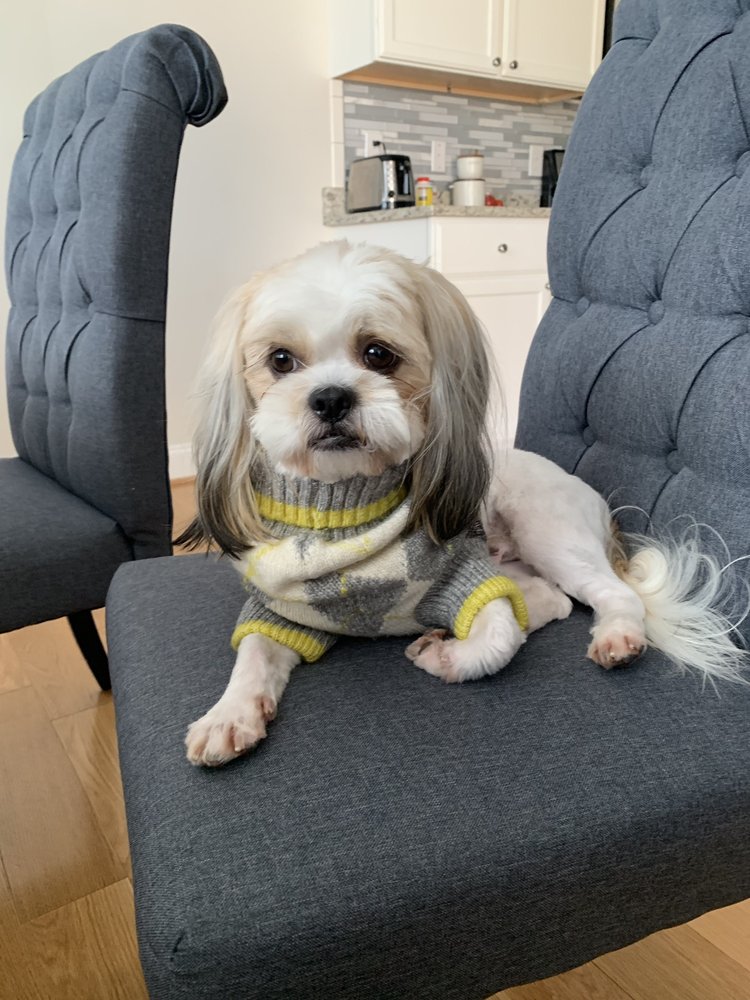 AC GROOMING SALON Updated May 2024 33 Photos 10471 Asheville Hwy