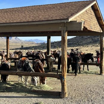 COWBOY TRAIL RIDES - Updated May 2026 - 372 Photos & 184 Reviews - 4053 ...