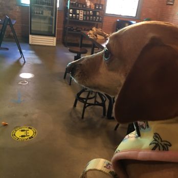 Perkatory Coffee Roasters - Bambi anxiously awaiting for her latte - Coffee Roasteries Near Me - Southington, Connecticut Perkatory Coffee Roasters - Bambi anxiously awaiting for her latte - Coffee Roasteries Near Me - Southington, Connecticut