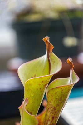 University of California Botanical Garden by null