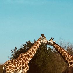 Restaurant ZoOasen i GIVSKUD ZOO