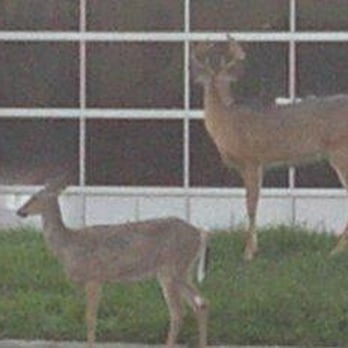 Ron's Auto Care - 2 deer waiting for bays to open - Auto Repair Near Me - Warren, Michigan