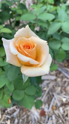 Ritter Park Rose Garden by null