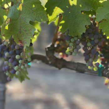 Uvas Transportation - Wine tours of Napa and Sonoma Valleys, and beyond - Wine Tours Near Me - Napa, California Uvas Transportation - Wine tours of Napa and Sonoma Valleys, and beyond - Wine Tours Near Me - Napa, California