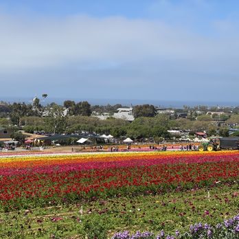 The Flower Fields - Venues & Event Spaces Near Me - Carlsbad, California The Flower Fields - Venues & Event Spaces Near Me - Carlsbad, California