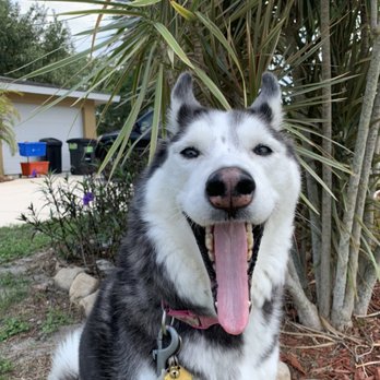 Siesta Key Dog - Bella is a beauty inside and out and we Live to care for this angel. - Dog Walkers Near Me Siesta Key Dog - Bella is a beauty inside and out and we Live to care for this angel. - Dog Walkers Near Me