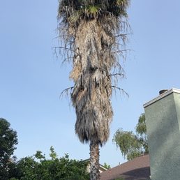 Palm Tree Palm Tree
