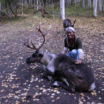 Running Reindeer Ranch - Buttercup - Walking Tours Near Me - Fairbanks, Alaska