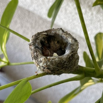 Next Generation Pest Control - Not very often you get to see a hummingbird nest in the wild! Nature is beautiful! - Pest Control Near Me - Elk Grove, California Next Generation Pest Control - Not very often you get to see a hummingbird nest in the wild! Nature is beautiful! - Pest Control Near Me - Elk Grove, California