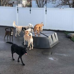 Paradise Pet Resort - Outside play area.