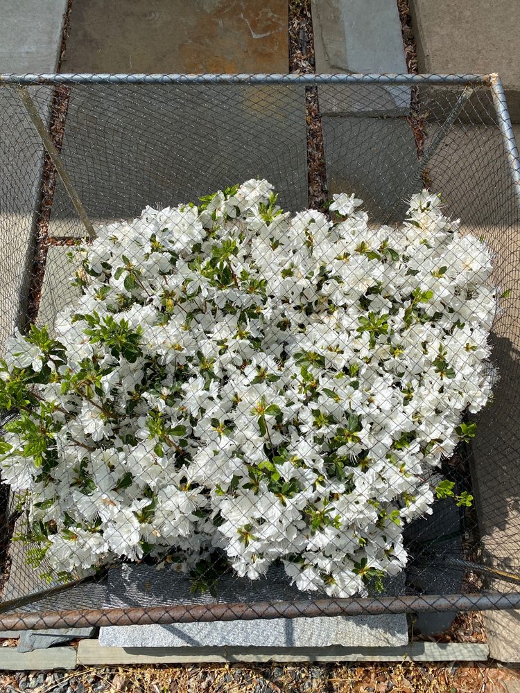 IVY CORNER GARDEN CENTER GIFT SHOP & FLORIST Updated September 2024