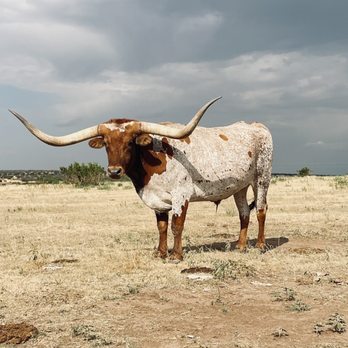 Sad Monkey Mercantile - Texas longhorn - Outdoor Gear Near Me - Canyon, Texas Sad Monkey Mercantile - Texas longhorn - Outdoor Gear Near Me - Canyon, Texas