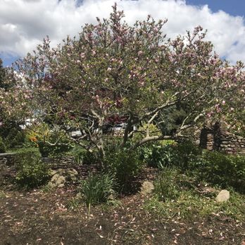 Sara's Garden Center - Magnolia tree - Nurseries & Gardening Near Me - Brockport, New York Sara's Garden Center - Magnolia tree - Nurseries & Gardening Near Me - Brockport, New York