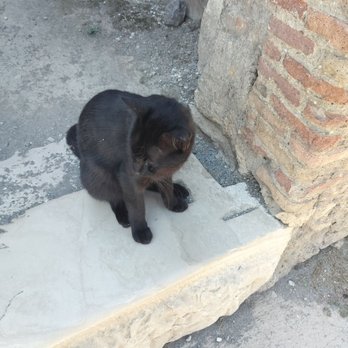 Pompeii Ruins - Cats of pompeii - Landmarks & Historical Buildings Near Me - Pompei, NA