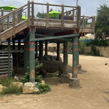 San Antonio Zoo - Rhino - Zoos Near Me - San Antonio, Texas