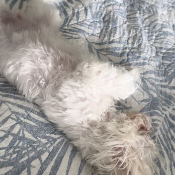 BLUE SKY PUPPIES - CLEARWATER - Updated April 2025 - 113 Photos & 29