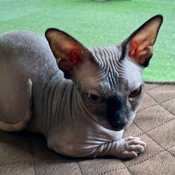 PurrPurr - GiGi - Cafes Near Me - Warsaw, MZ